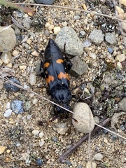 Nicrophorus orbicollis