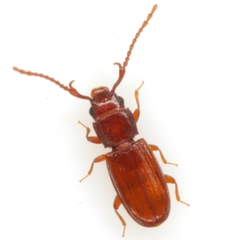 Cryptolestes uncicornis