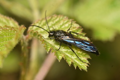 Elaphroptera nigripennis