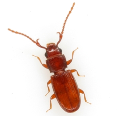 Cryptolestes uncicornis