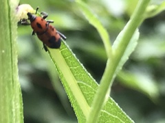 Rhodobaenus quinquepunctatus