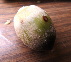 Cynipoidea