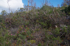 Isopogon dubius