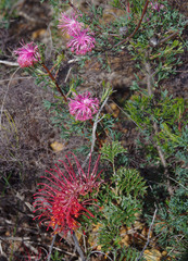 Isopogon dubius