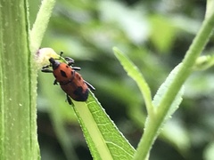 Rhodobaenus quinquepunctatus