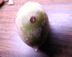 Cynipoidea