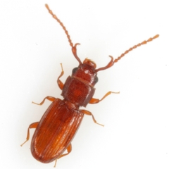 Cryptolestes uncicornis