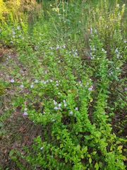 Clinopodium carolinianum