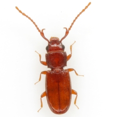Cryptolestes uncicornis