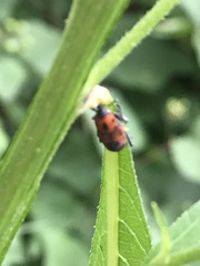 Rhodobaenus quinquepunctatus