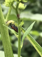Rhodobaenus quinquepunctatus