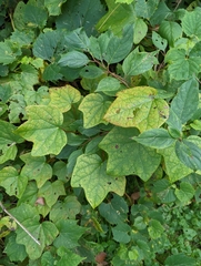 Menispermum canadense