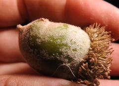 Cynipoidea