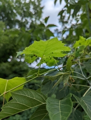 Daktulosphaira vitifoliae