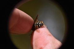 Sericomyia chalcopyga