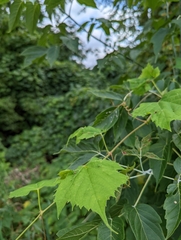 Daktulosphaira vitifoliae