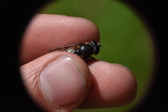 Sericomyia chalcopyga