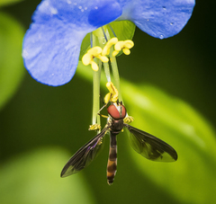 Ocyptamus fuscipennis