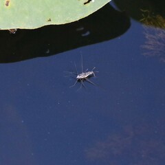 Neogerris hesione