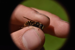 Sericomyia chalcopyga