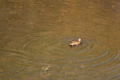 Amazonetta brasiliensis