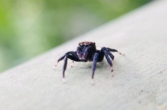 Thorelliola ensifera