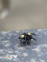 Thorelliola ensifera