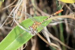Erpetogomphus designatus