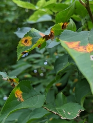 Gymnosporangium sabinae