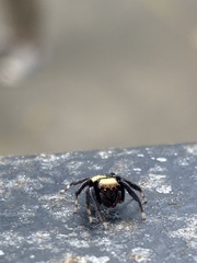 Thorelliola ensifera