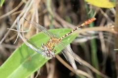 Erpetogomphus designatus