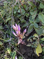 Gentianella germanica