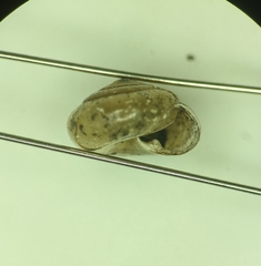 Ventridens suppressus