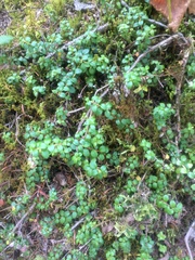 Gaultheria hispidula