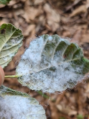 Phylloplecta tripunctata