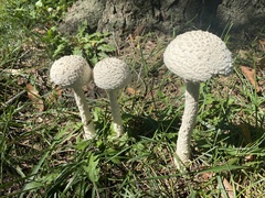 Saproamanita thiersii