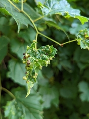 Daktulosphaira vitifoliae