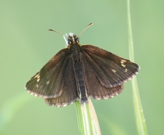 Heteropterus morpheus