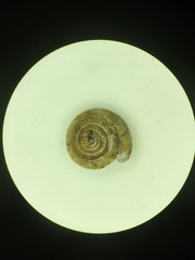 Ventridens suppressus