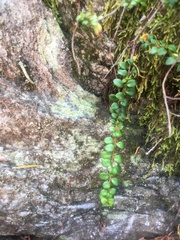 Gaultheria hispidula