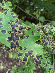 Rhytisma americanum