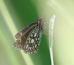 Heteropterus morpheus