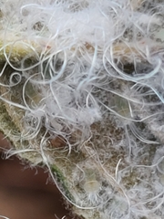 Phylloplecta tripunctata