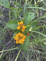 Lantana urticoides