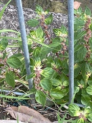 Parietaria judaica
