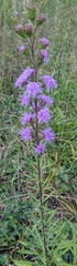 Liatris scariosa
