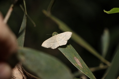 Cyclophora turneri