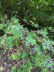 Rhytisma americanum