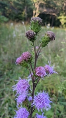 Liatris scariosa