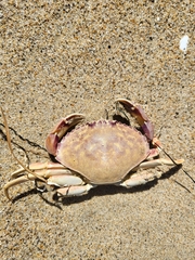 Metacarcinus gracilis